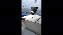 Shark Pulled On to Boat