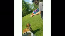 Dog Drinks From Squirt Gun