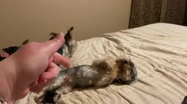 Woman Shoots Dog With Finger Gun