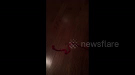 Dog Drags Toy Car
