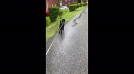 Dog Carries Poop Bag