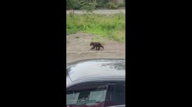 Locals rescue bear cub dangling from tree in eastern Russia