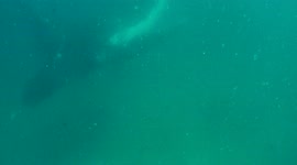 Diver slapped in face by passing whale's flipper in amazing encounter