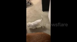 Puppy Poops in Bedroom