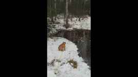 Dog Poops in the Snow