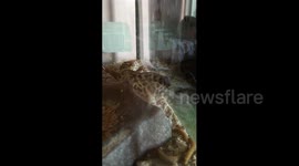 Gecko Poops