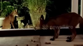 Adorable moment fox and her cubs enter UK home to cool off during heatwave