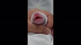 Newborn baby panda makes sounds! Cute footage!
