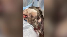 A dog is fighting for his life after being poisoned from a deadly bite while playing at the park