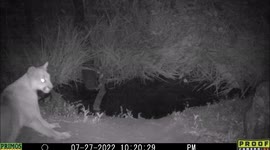 Short version of a large mountain lion sniffs the air then relaxes a few minutes one late evening in July at a pond in Idaho showing it face marking and body muscles.