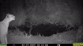 A large mountain lion sniffs the air then relaxes at a pond in Idaho, licking its large paws and showing it muscular body and long tail.
