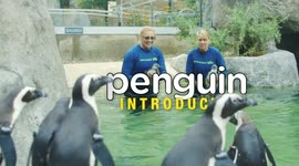 See The New Additions to this Penguin Colony!