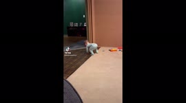 Baby twerking-Too much booty in the pants