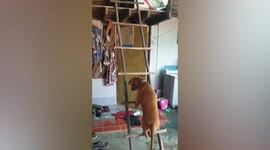 Clingy pet dog climbs ladder to stay close to his owner