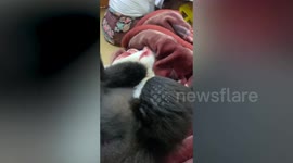 Adorable pet monkey welcomes owner home with affectionate hugs
