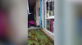Clumsy puppy terrified of water slips and falls into fish pool