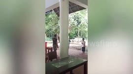 Wild elephant amuses tourists when it 'shows up for lunch' at restaurant in Thailand