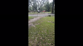 Kangaroo nearly stacking it