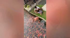Feeding frenzy! Hungry koi carp leap out of pond while being given food