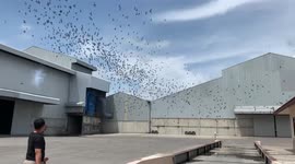 Annoyed factory owner hurls firecracker at flock of birds to drive them away