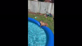 French bulldog plays in pool