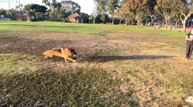 German Shepherd attacks frisbee