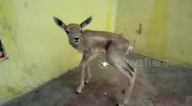 Priest saves baby deer from jackal's attack after it got separated from its mother in central India
