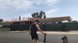 German Shepherd trained to pull wagon