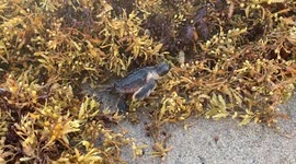 Record Amount of Sargassum Seaweed Coating South and Central Florida Beaches Poses A Threat to Sea Turtle Hatchlings