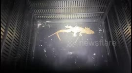 Residents of Serenganseng Kembangan, West Jakarta Find Unique Animals with Two-Tailed Lizards