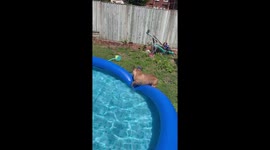 French bulldog first swim