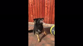 Dog catching water
