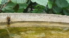 Wasps quenching their thirst