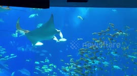 Whale Shark smiling at Okinawa Churaumi Aquarium