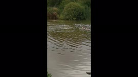 Funny moment crazy dog escapes owner to chase geese in a local lake