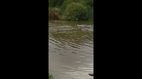 Funny moment crazy dog escapes owner to chase geese in a local lake