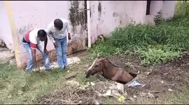 Horse in India rescued after being trapped in an open septic tank all night