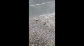 Sparrows having a dust bath on driveway
