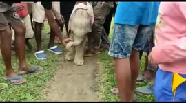 Baby elephant that lost its mother is rescued by locals on a tea estate in India