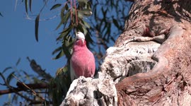 Inspecting real estate – Galah (Pink and Grey Cockatoo) pair at a nest hollow in an old Eucalyptus tree