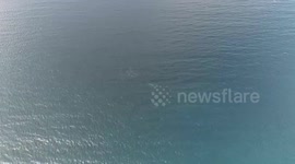 Colombian navy boosts security for for humpback whales during watching season in