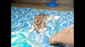I just extend my foot to my cat and she bit me not in painful way but in kinda cute way.
