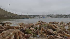 Eerie scene as thousands of moulted crab shells wash up on Cornwall beach