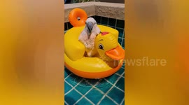 Pet parrot rides inflatable yellow duck in back garden swimming pool