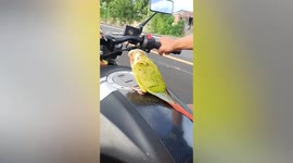 Adventurous pet parrot sits on font of motorcycle handlebars