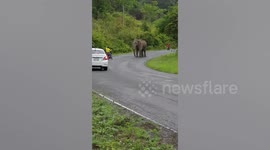 Wild elephant trundles along road in Thailand