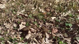 Frogs just finished mating, making sounds