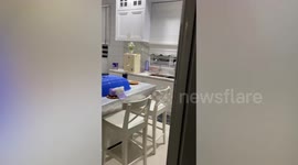 Pet cat drinks water from family's kitchen tap