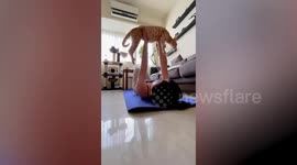 Exercise enthusiast uses pet cat as set of weights