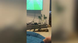 Pet cat massages her feline friend in front of the TV